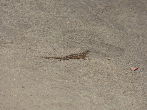 iNaturalist observation photo of Western Fence Lizard