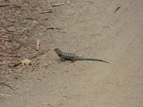 iNaturalist observation photo of Western Fence Lizard