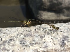 Platycnemis phyllopoda