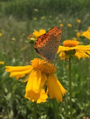 Lycaena dispar