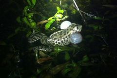 Lithobates areolatus circulosus