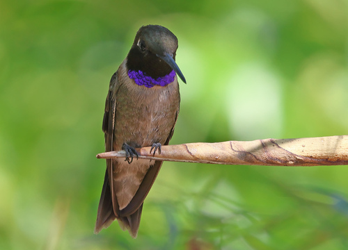 Black-chinned Hummingbird, AGKyard, Polk, El Paso, TX 79912, USA, photo 9 of 10