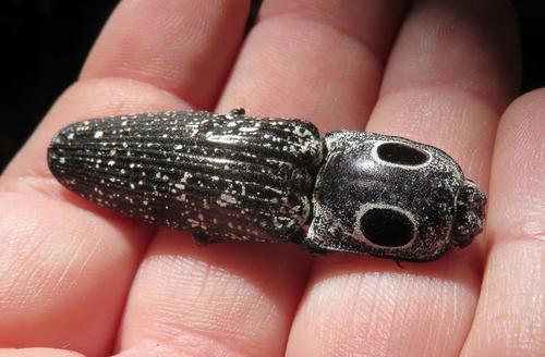 Eastern Eyed Click Beetle, photo 8 of 9