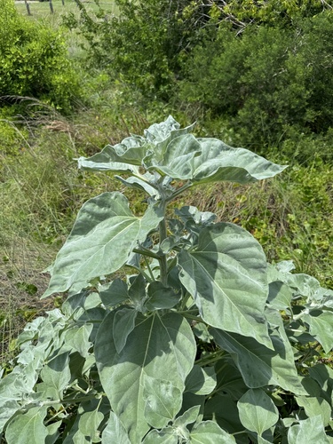 Image of Helianthus argophyllus by (c) Chet Burrier, some rights reserved (CC BY)