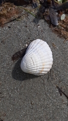 Cerastoderma edule