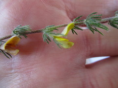 Aspalathus asparagoides asparagoides