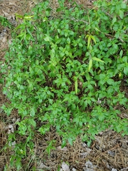 Clinopodium carolinianum
