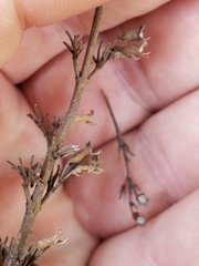 Clinopodium carolinianum