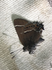 Callophrys spinetorum