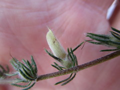Aspalathus asparagoides asparagoides