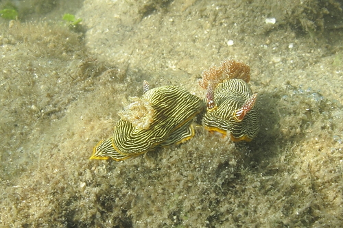 Chromodoris lineolata