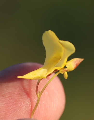 Image of Utricularia prehensilis by (c) Tony Rebelo, some rights reserved (CC BY-SA)