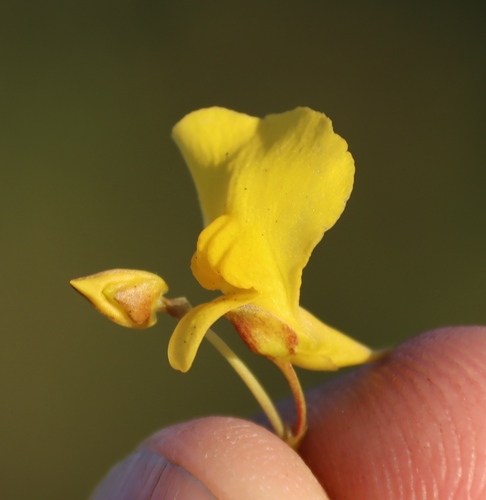 Twining Bladderwort (Utricularia prehensilis)
