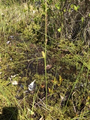 Carex lasiocarpa