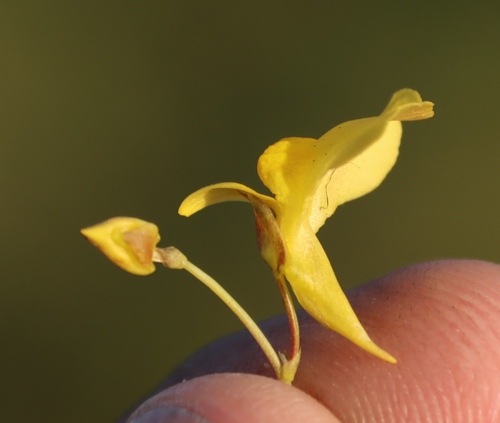 Image of Utricularia prehensilis by (c) Tony Rebelo, some rights reserved (CC BY-SA)
