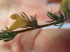 Aspalathus asparagoides asparagoides