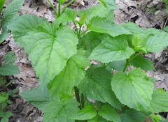 Scrophularia lanceolata