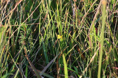 Image of Utricularia prehensilis by (c) Tony Rebelo, some rights reserved (CC BY-SA)