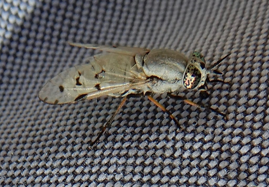Silvius pollinosus