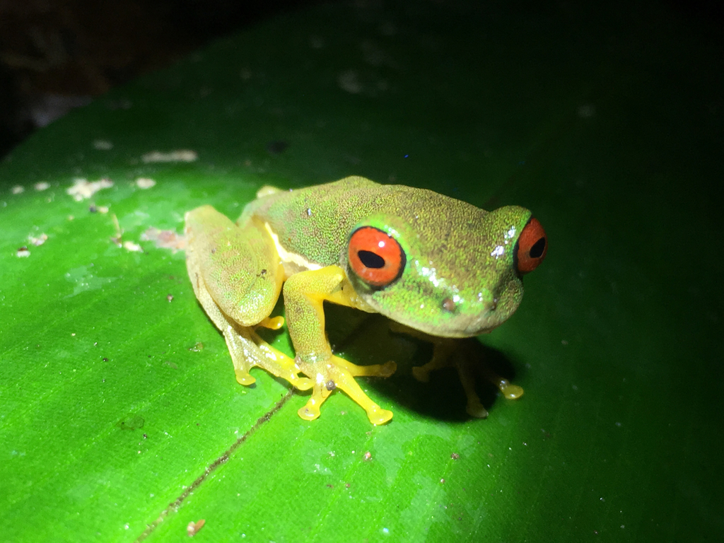 Costa Rica Brook Frog