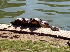 Trachemys scripta elegans