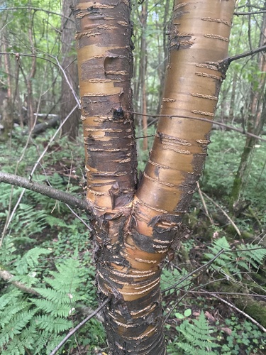 Prunus glandulifolia