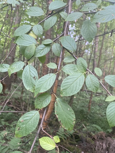 Image of Prunus maackii by (c) Stanislav Murashkin, some rights reserved (CC BY)