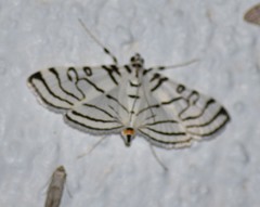 Conchylodes concinnalis