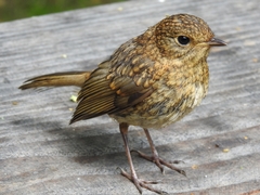 European Robin photo 6