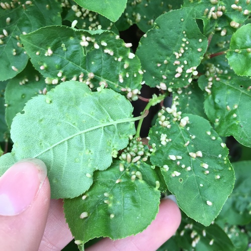 Plum Finger Gall Mite