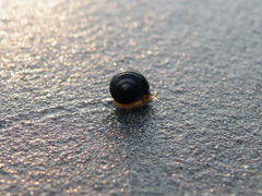 Littorina obtusata