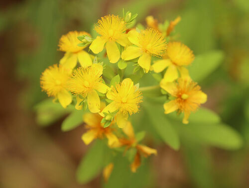 fivelobe St. Johns wort (Hypericum lobocarpum)
