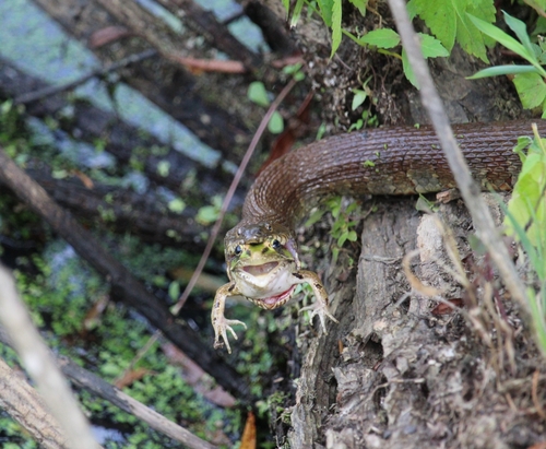 Northern Watersnake photographed in Maryland