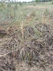 Festuca vaginata