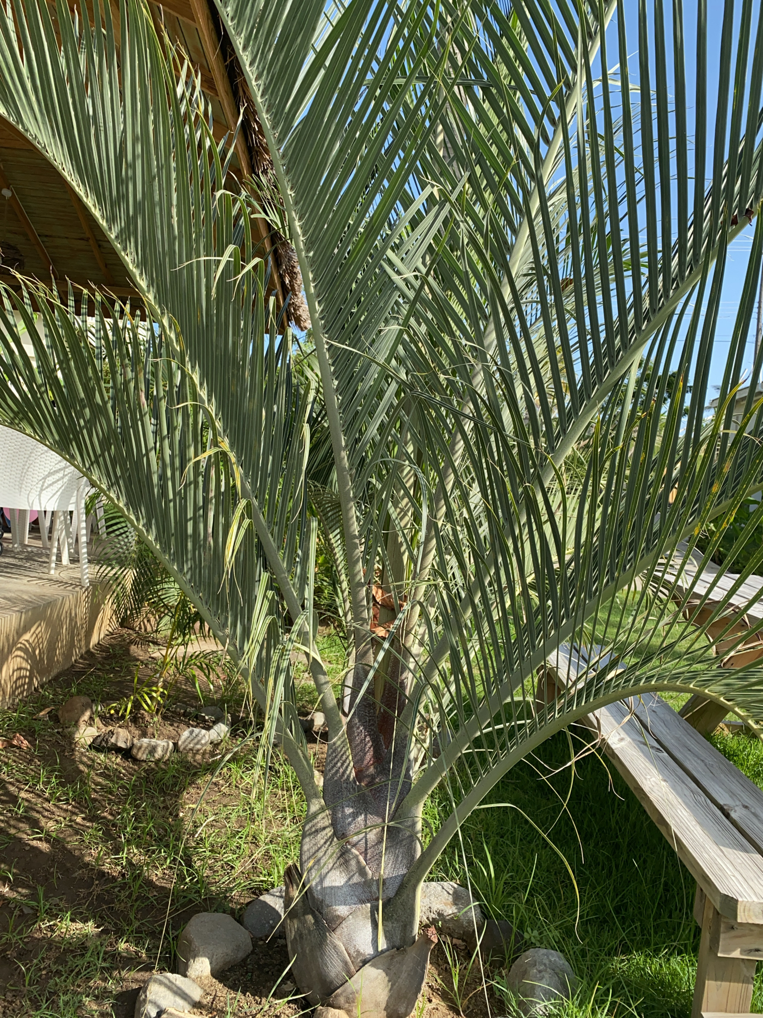 Imagem de Palmeira triangular