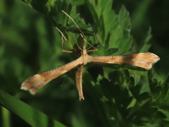 Gillmeria pallidactyla