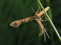 Gillmeria pallidactyla