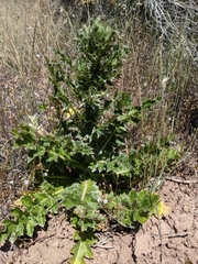 Cirsium scariosum