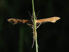 Gillmeria pallidactyla