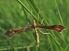 Gillmeria pallidactyla