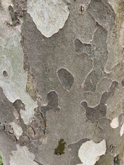 Platanus × hispanica