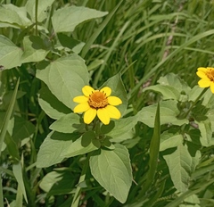 (c) Juan Carlos Fonseca Mata, some rights reserved (CC BY) Heliopsis annua, photograph (c) Juan Carlos Fonseca Mata, some rights reserved (CC BY)