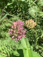 Asclepias rubra