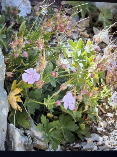 Géranium macrorrhizum
