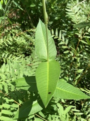 Asclepias rubra