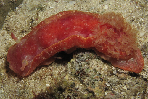 Hexabranchus sanguineus