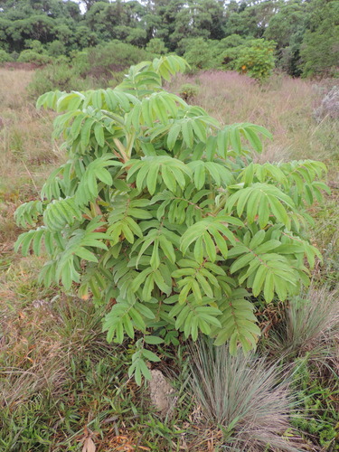 African Redwood