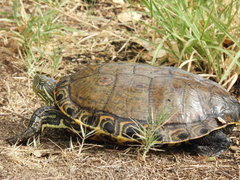 Trachemys hartwegi