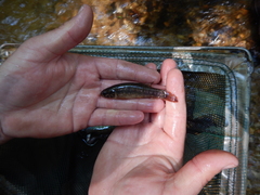 Umbra pygmaea