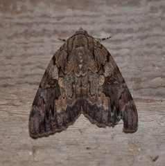 Catocala agrippina